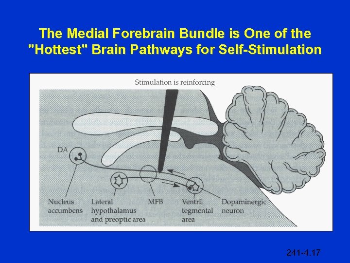 The Medial Forebrain Bundle is One of the "Hottest" Brain Pathways for Self-Stimulation 241