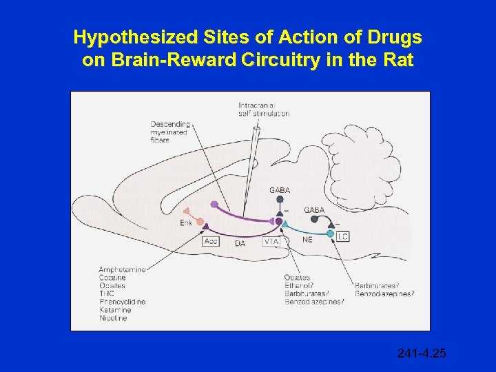 Hypothesized Sites of Action of Drugs on Brain-Reward Circuitry in the Rat 241 -4.