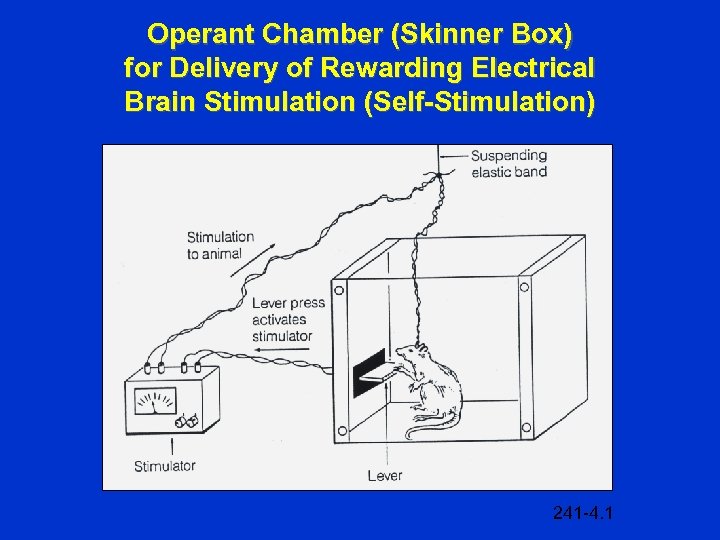 Operant Chamber (Skinner Box) for Delivery of Rewarding Electrical Brain Stimulation (Self-Stimulation) 241 -4.