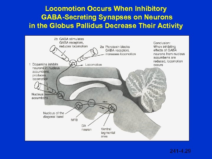 Locomotion Occurs When Inhibitory GABA-Secreting Synapses on Neurons in the Globus Pallidus Decrease Their