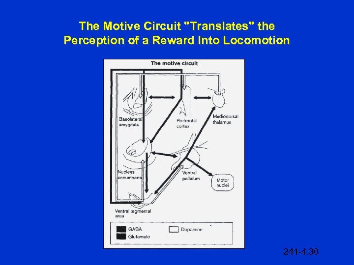 The Motive Circuit "Translates" the Perception of a Reward Into Locomotion 241 -4. 30