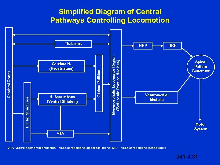 Simplified Diagram of Central Pathways Controlling Locomotion Thalamus Mesencephalic Locomotor Region (Pedunculo Pontine Nucleus)