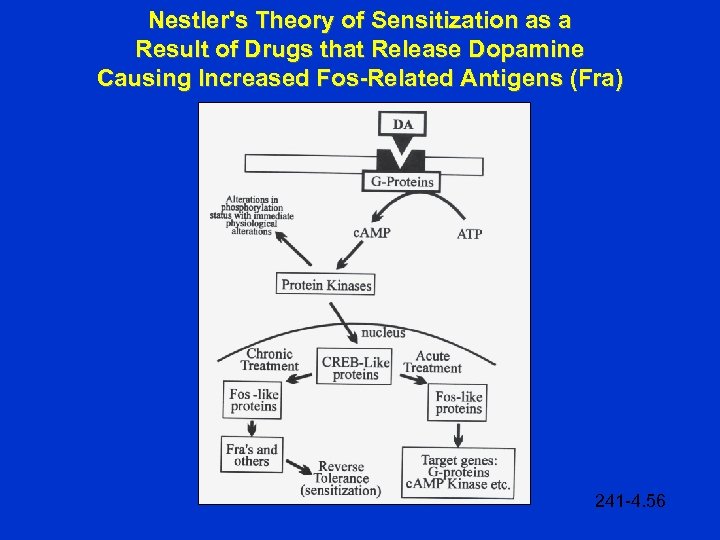 Nestler's Theory of Sensitization as a Result of Drugs that Release Dopamine Causing Increased