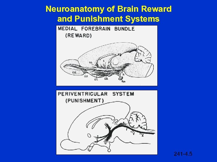 Neuroanatomy of Brain Reward and Punishment Systems 241 -4. 5 