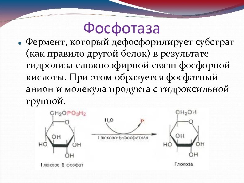 Фосфотаза Фермент, который дефосфорилирует субстрат (как правило другой белок) в результате гидролиза сложноэфирной связи