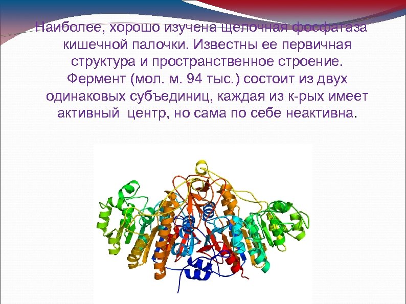Наиболее, хорошо изучена щелочная фосфатаза кишечной палочки. Известны ее первичная структура и пространственное строение.