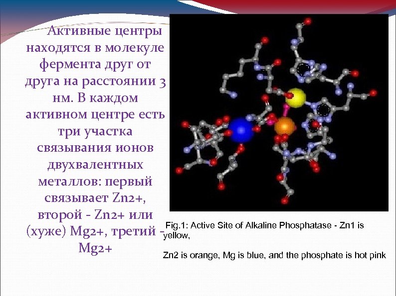 Молекула фермента. Активный центр молекулы. Металлы в активном центре. Мономерная и мультимерная структура молекул ферментов. Состав активных центров металлов.