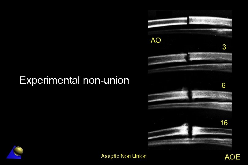 AO Experimental non-union 3 6 16 Aseptic Non Union AOE 
