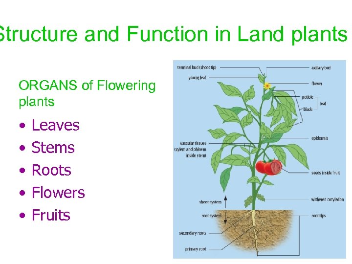 Structure and Function in Land plants ORGANS of Flowering plants • • • Leaves