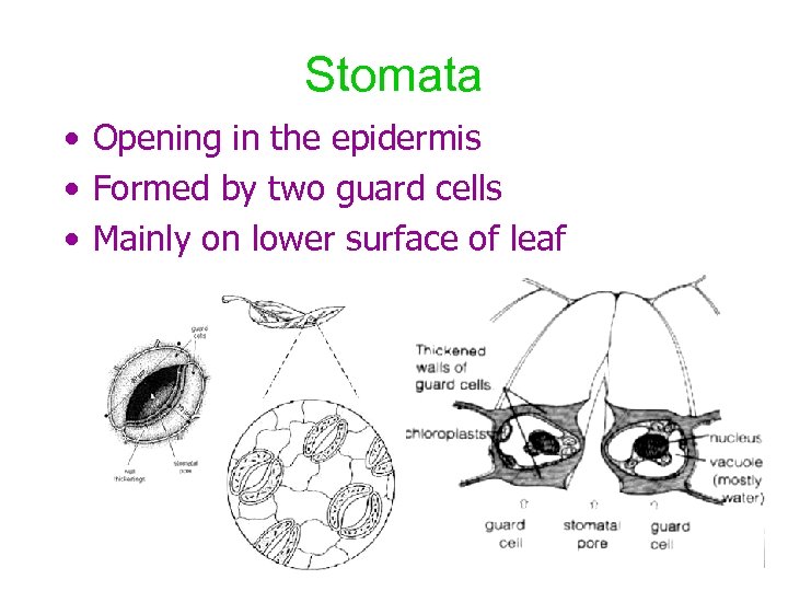 Stomata • Opening in the epidermis • Formed by two guard cells • Mainly