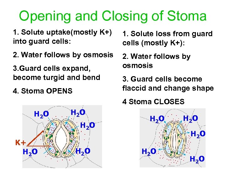 Opening and Closing of Stoma 1. Solute uptake(mostly K+) into guard cells: 1. Solute