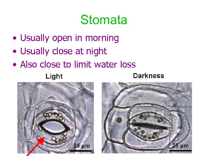 Stomata • Usually open in morning • Usually close at night • Also close