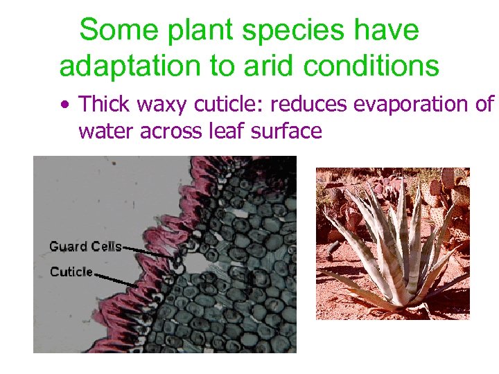 Some plant species have adaptation to arid conditions • Thick waxy cuticle: reduces evaporation