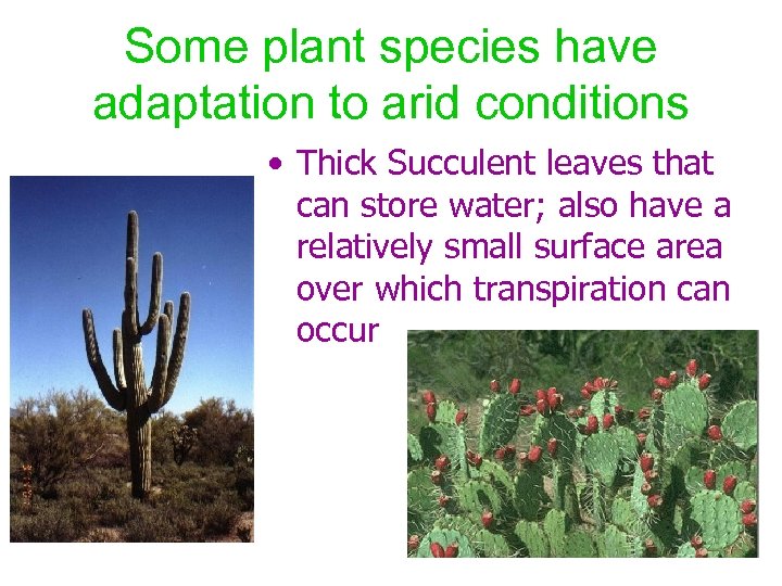 Some plant species have adaptation to arid conditions • Thick Succulent leaves that can