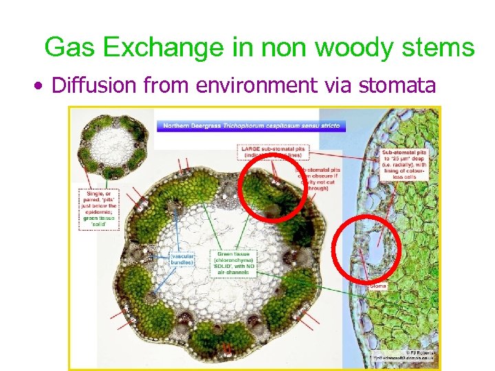 Gas Exchange in non woody stems • Diffusion from environment via stomata 