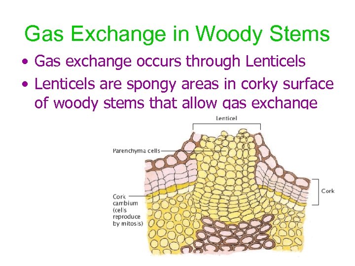Gas Exchange in Woody Stems • Gas exchange occurs through Lenticels • Lenticels are