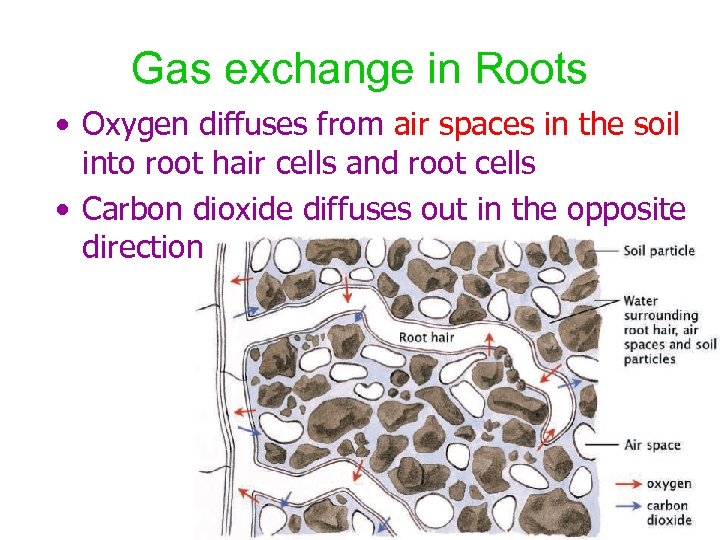 Gas exchange in Roots • Oxygen diffuses from air spaces in the soil into