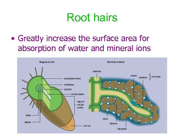 Root hairs • Greatly increase the surface area for absorption of water and mineral