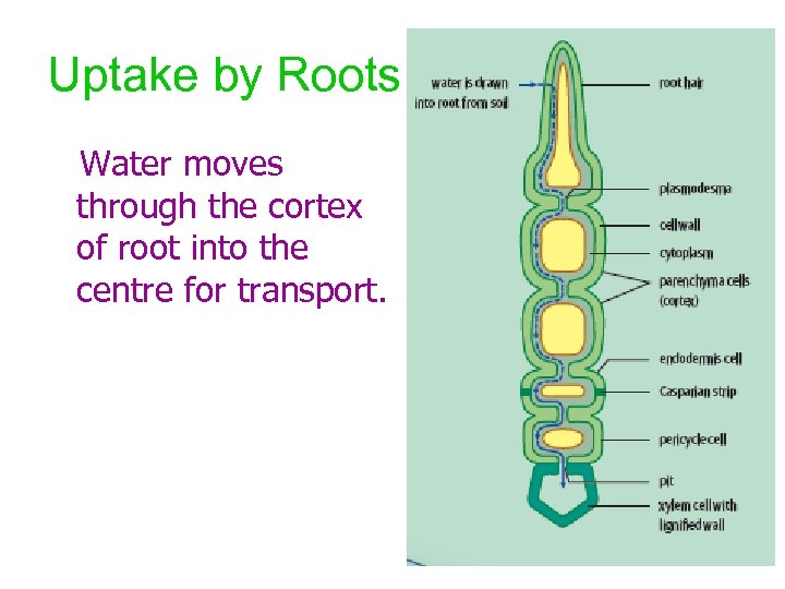 Uptake by Roots Water moves through the cortex of root into the centre for