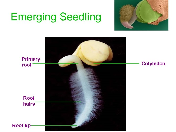 Emerging Seedling Primary root Root hairs Root tip Cotyledon 