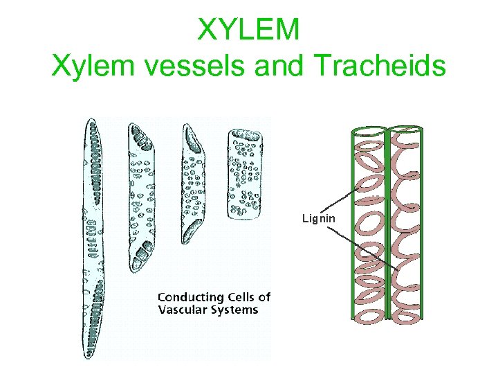 XYLEM Xylem vessels and Tracheids 