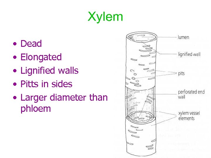 Xylem • • • Dead Elongated Lignified walls Pitts in sides Larger diameter than