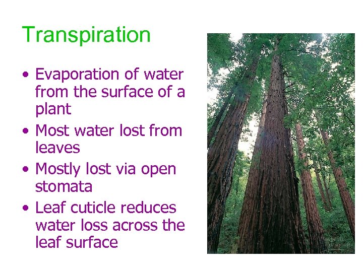 Transpiration • Evaporation of water from the surface of a plant • Most water