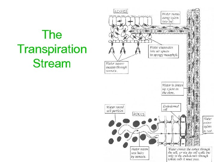 The Transpiration Stream 