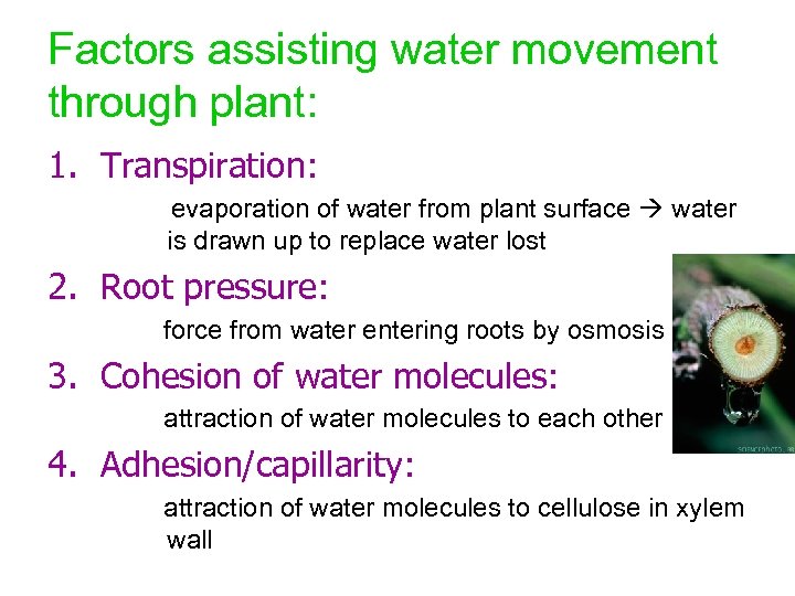 Factors assisting water movement through plant: 1. Transpiration: evaporation of water from plant surface