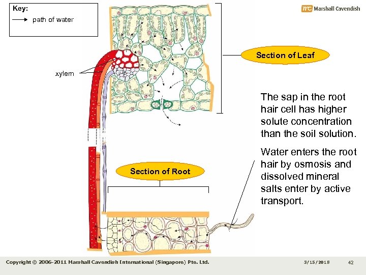 Key: path of water Section of Leaf xylem The sap in the root hair
