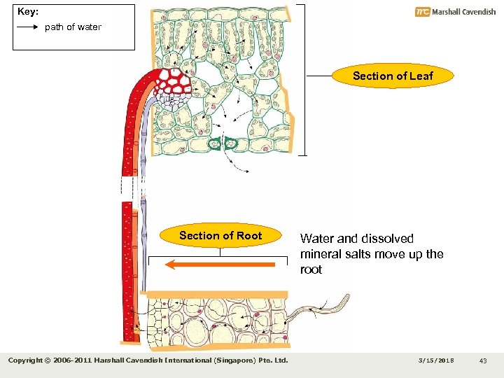 Key: path of water Section of Leaf Section of Root Copyright © 2006 -2011