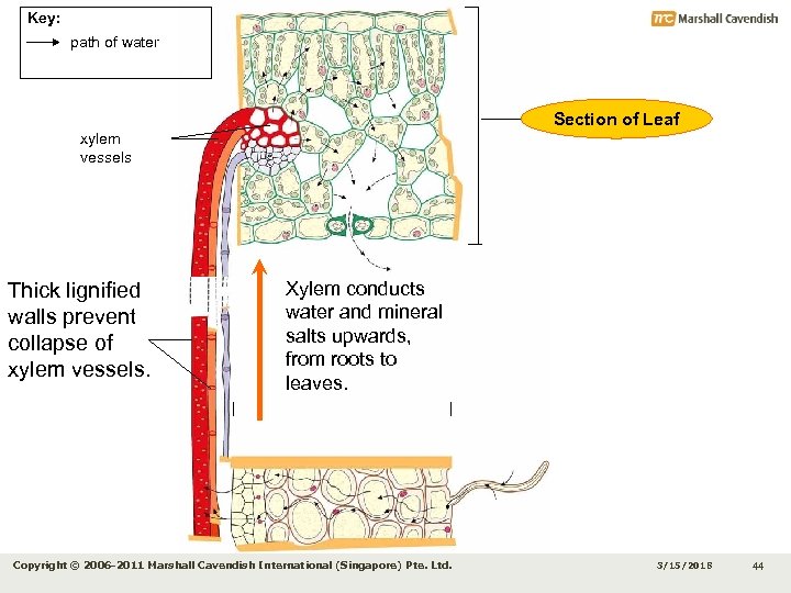 Key: path of water Section of Leaf xylem vessels Thick lignified walls prevent collapse