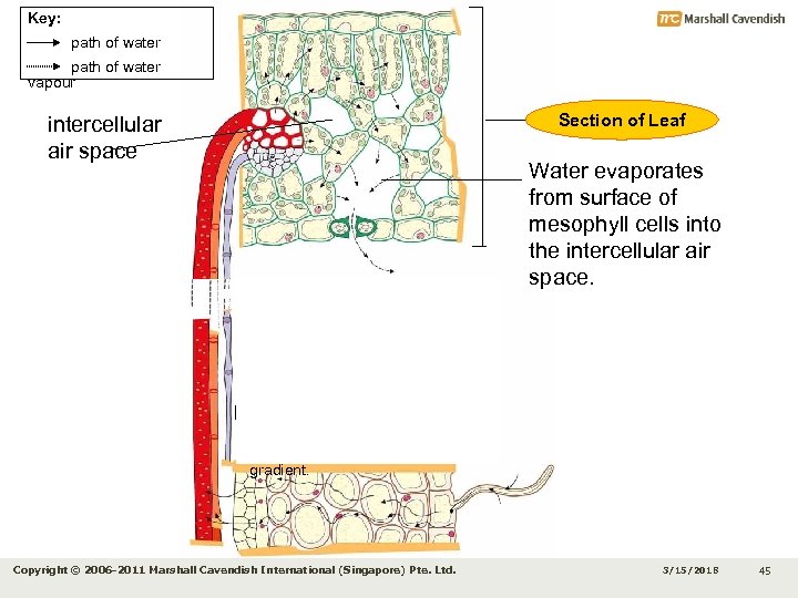 Key: path of water vapour Section of Leaf intercellular air space Xylem conducts water