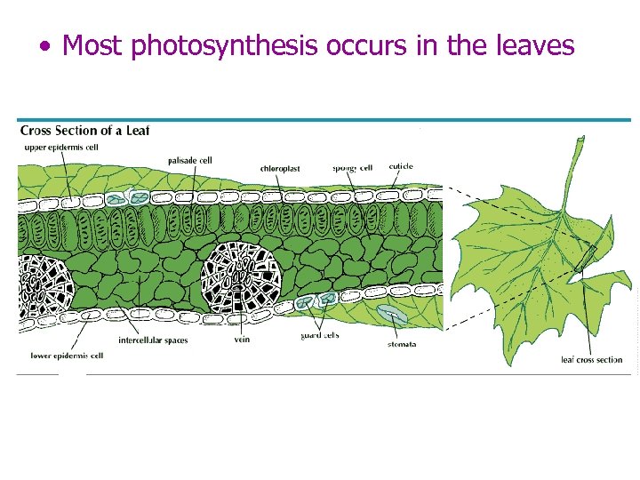  • Most photosynthesis occurs in the leaves 