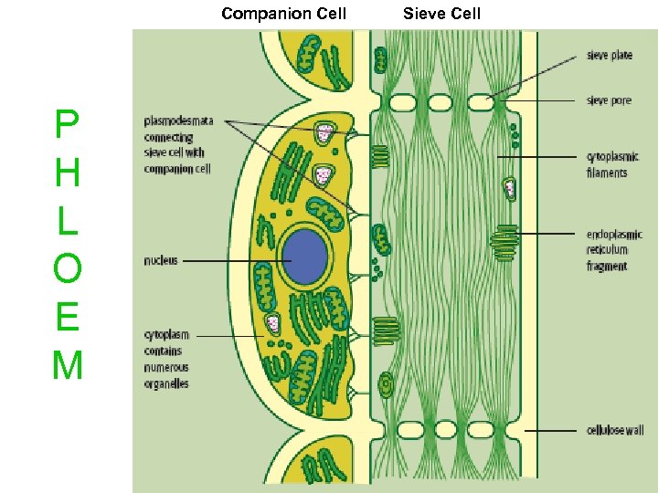 Companion Cell P H L O E M Sieve Cell 