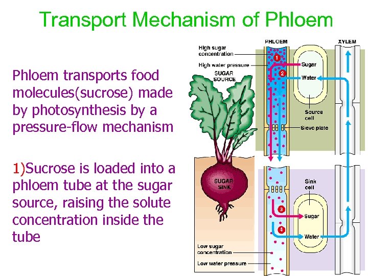 Transport Mechanism of Phloem transports food molecules(sucrose) made by photosynthesis by a pressure-flow mechanism