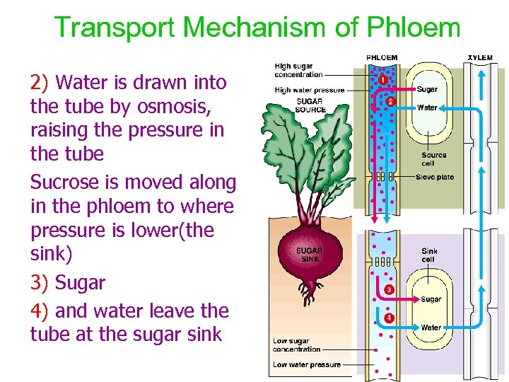 Transport Mechanism of Phloem 2) Water is drawn into the tube by osmosis, raising