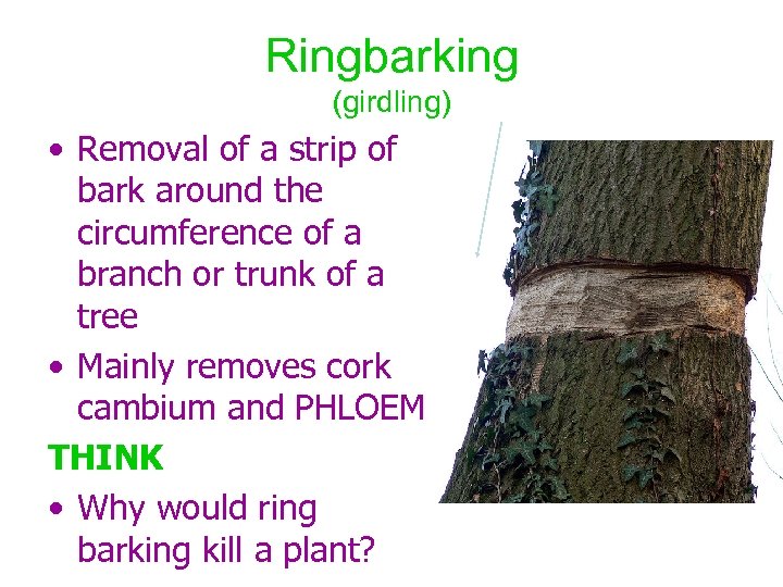 Ringbarking (girdling) • Removal of a strip of bark around the circumference of a