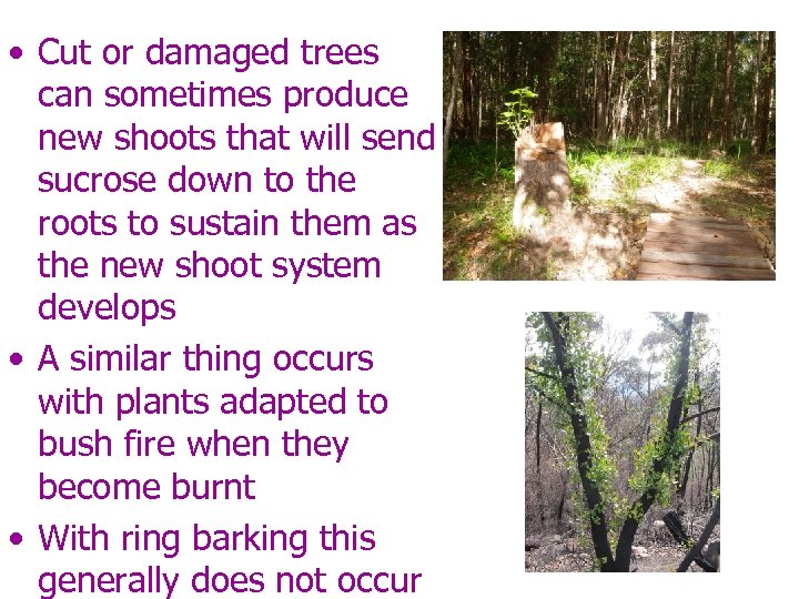  • Cut or damaged trees can sometimes produce new shoots that will send