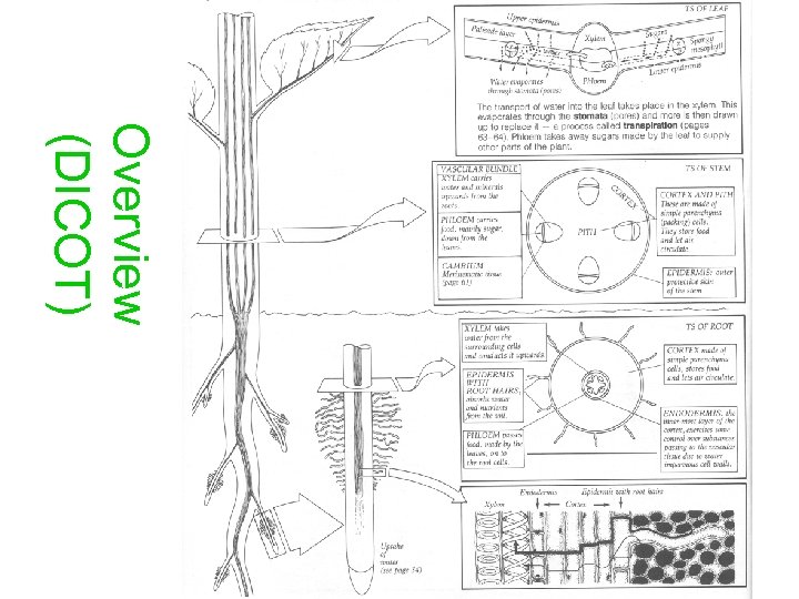 Overview (DICOT) 