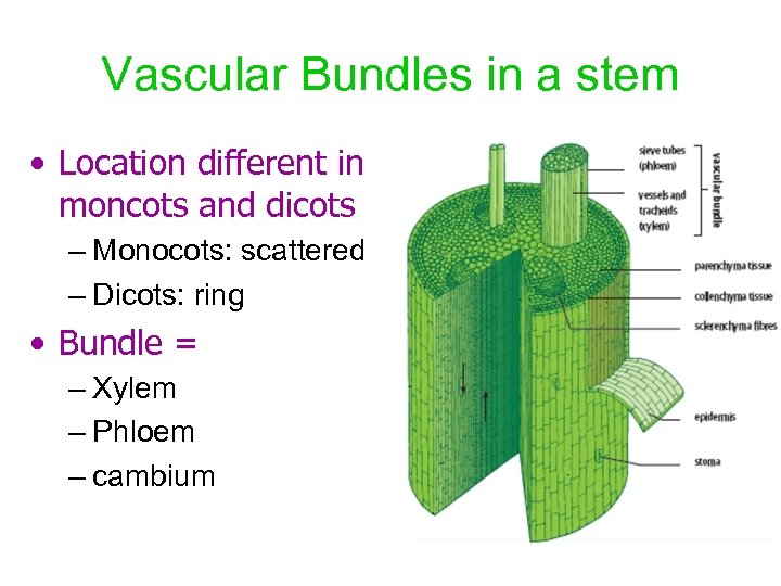 Vascular Bundles in a stem • Location different in moncots and dicots – Monocots: