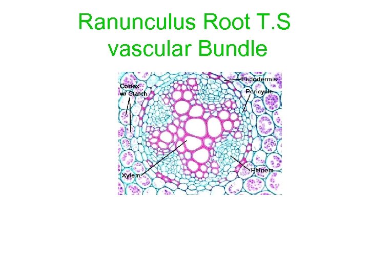 Ranunculus Root T. S vascular Bundle 