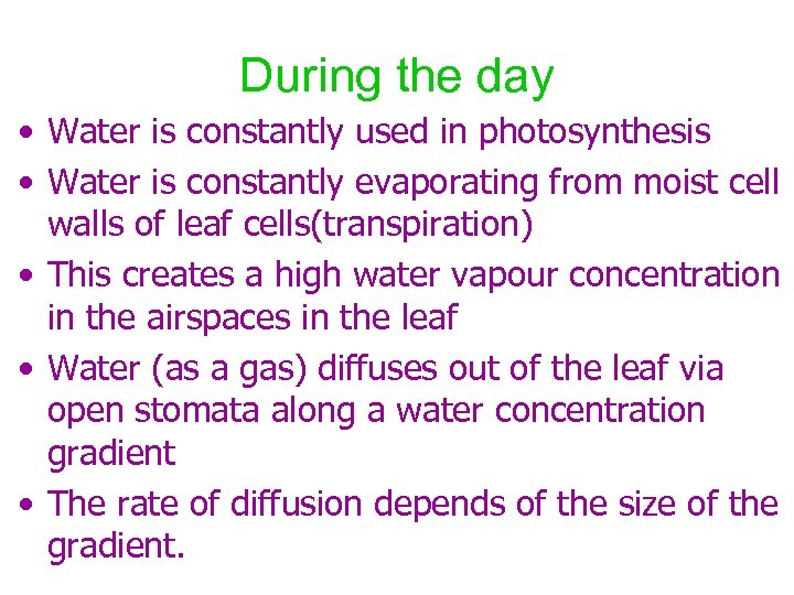During the day • Water is constantly used in photosynthesis • Water is constantly