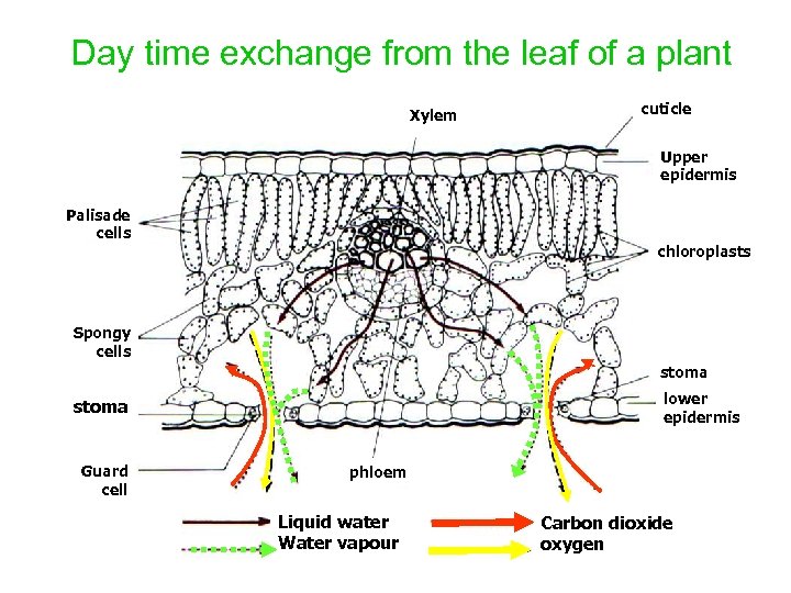Day time exchange from the leaf of a plant Xylem cuticle Upper epidermis Palisade