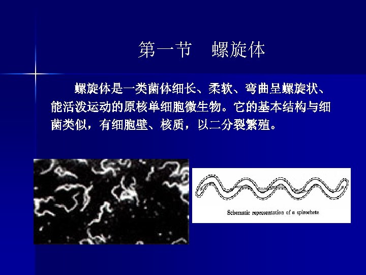 第一节 螺旋体是一类菌体细长、柔软、弯曲呈螺旋状、 能活泼运动的原核单细胞微生物。它的基本结构与细 菌类似，有细胞壁、核质，以二分裂繁殖。 