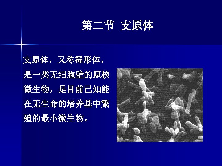 第二节 支原体，又称霉形体， 是一类无细胞壁的原核 微生物，是目前已知能 在无生命的培养基中繁 殖的最小微生物。 