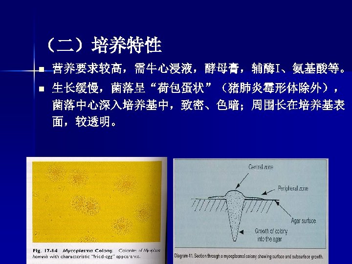 （二）培养特性 n 营养要求较高，需牛心浸液，酵母膏，辅酶I、氨基酸等。 n 生长缓慢，菌落呈“荷包蛋状”（猪肺炎霉形体除外）， 菌落中心深入培养基中，致密、色暗；周围长在培养基表 面，较透明。 