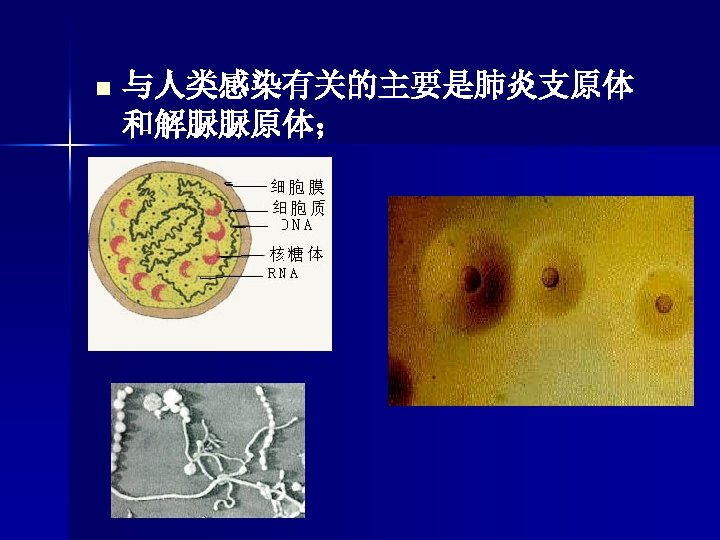 n 与人类感染有关的主要是肺炎支原体 和解脲脲原体； 