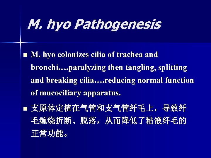 M. hyo Pathogenesis n M. hyo colonizes cilia of trachea and bronchi…. paralyzing then