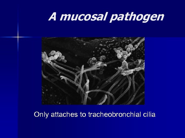 A mucosal pathogen Only attaches to tracheobronchial cilia 